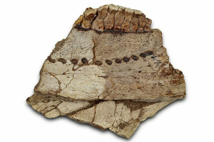 Hadrosaur (Edmontosaurus) Jaw Section with Teeth - Montana #353326